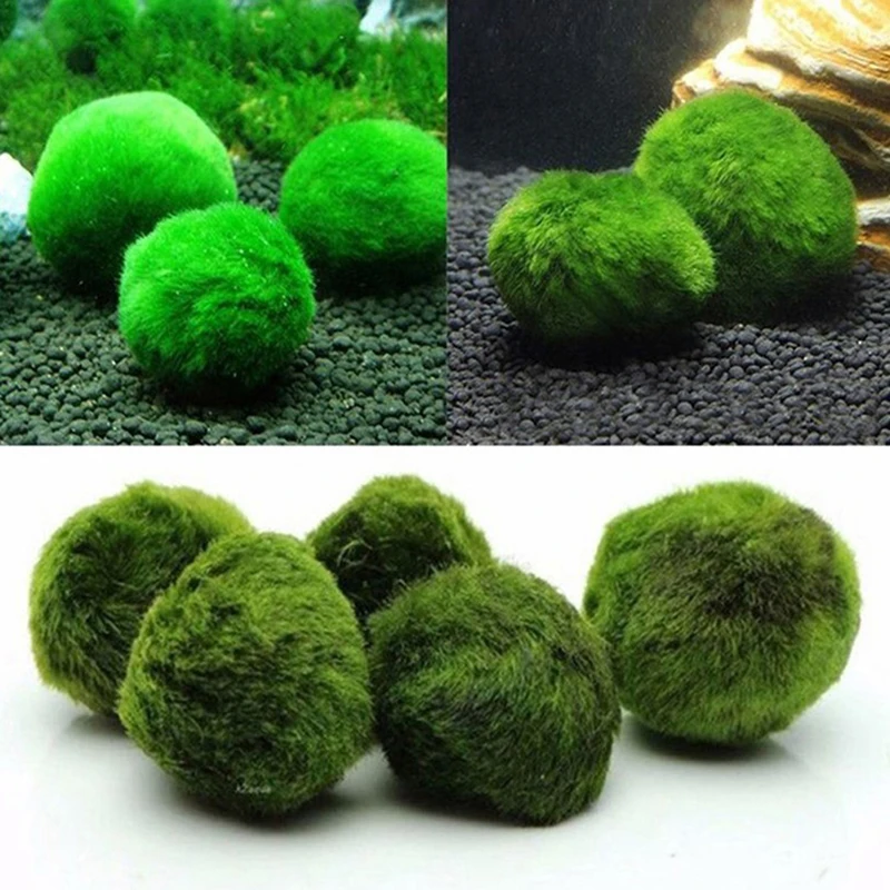 Planted Aquarium Maintenance - 1Pcs 3-4cm Moss Balls Live Aquarium
