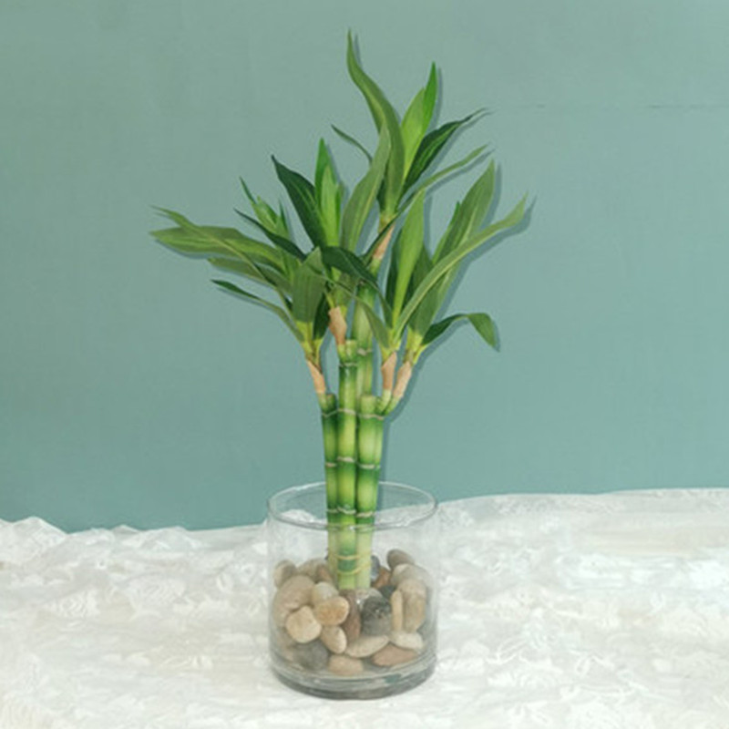 Aquarium Plant Display - New 40cm rFtificial Lucky Bamboo Succulent