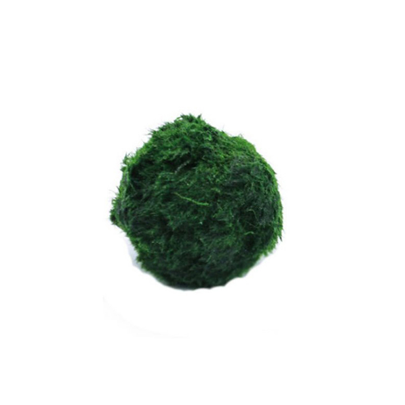 Planted Aquarium Maintenance - Live Marimo Moss Balls 3-4cm Green