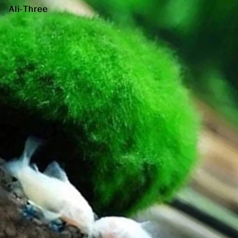 1Pcs 3-4cm Moss Balls Live Aqu - Planted Aquarium Maintenance ulasan dan harga