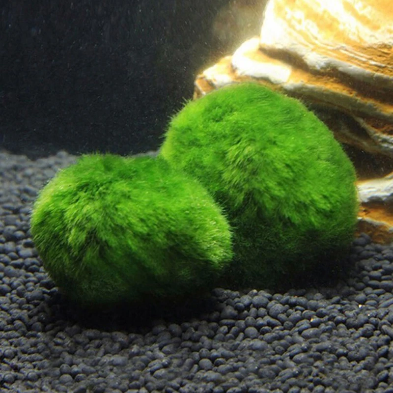 1Pcs 3-4cm Moss Balls Live Aqu - Planted Aquarium Maintenance ulasan dan harga