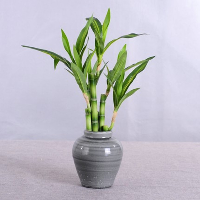 New 40cm rFtificial Lucky Bamb - Aquarium Plant Display ulasan dan harga