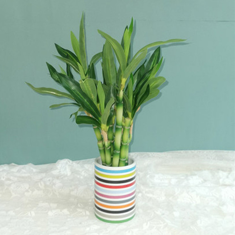 New 40cm rFtificial Lucky Bamb - Aquarium Plant Display ulasan dan harga