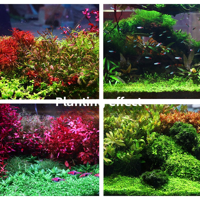 SYSENCIAGA Planted Aquarium Su - Aquarium Plant Fertilizer ulasan dan harga