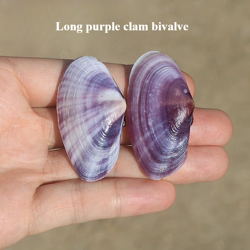 Long Purple Clam Natural Conch - Aquarium Planting Ideas ulasan dan harga