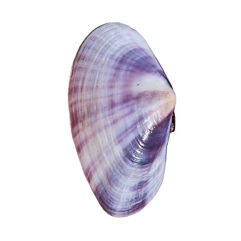 Long Purple Clam Natural Conch - Aquarium Planting Ideas ulasan dan harga