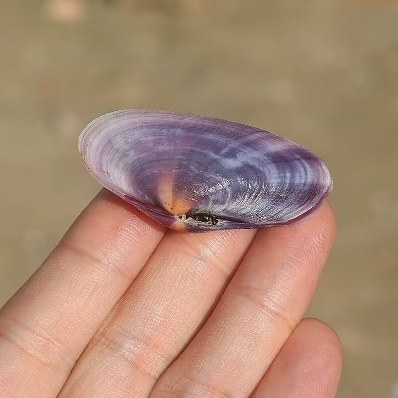 Long Purple Clam Natural Conch - Aquarium Planting Ideas ulasan dan harga