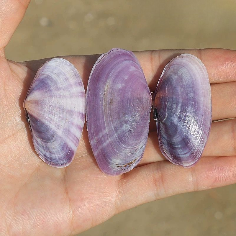 Long Purple Clam Natural Conch - Aquarium Planting Ideas ulasan dan harga