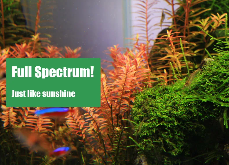 Chihiros C Series ADA Style Pl - Planted Aquarium Pendant Light ulasan dan harga