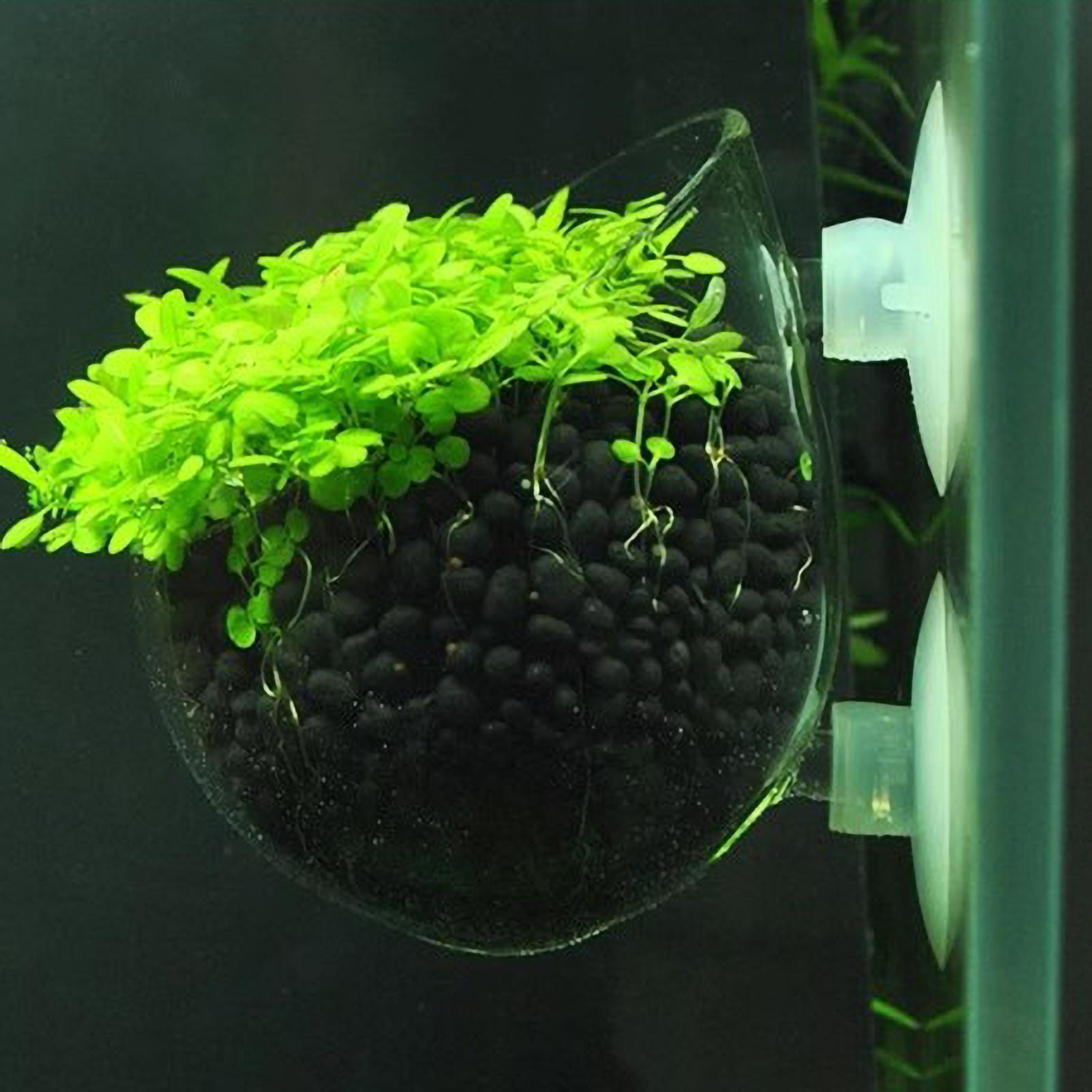 Aquarium Glass Plant Pot with  - Planted Aquarium Maintenance ulasan dan harga
