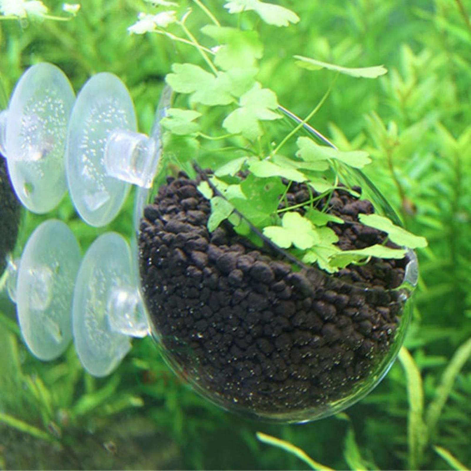 Aquarium Glass Plant Pot with  - Planted Aquarium Maintenance ulasan dan harga