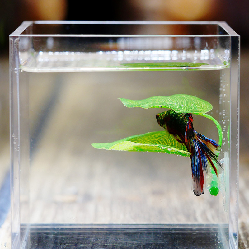 Resting Leaves, Spawning Leave - Planted Aquarium For Betta ulasan dan harga