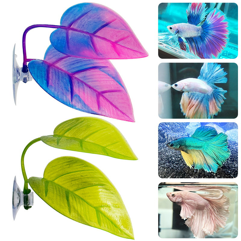 Resting Leaves, Spawning Leave - Planted Aquarium For Betta ulasan dan harga