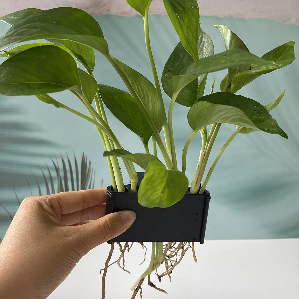 Aquarium Plant Holder with Han - Planted Aquarium Maintenance ulasan dan harga