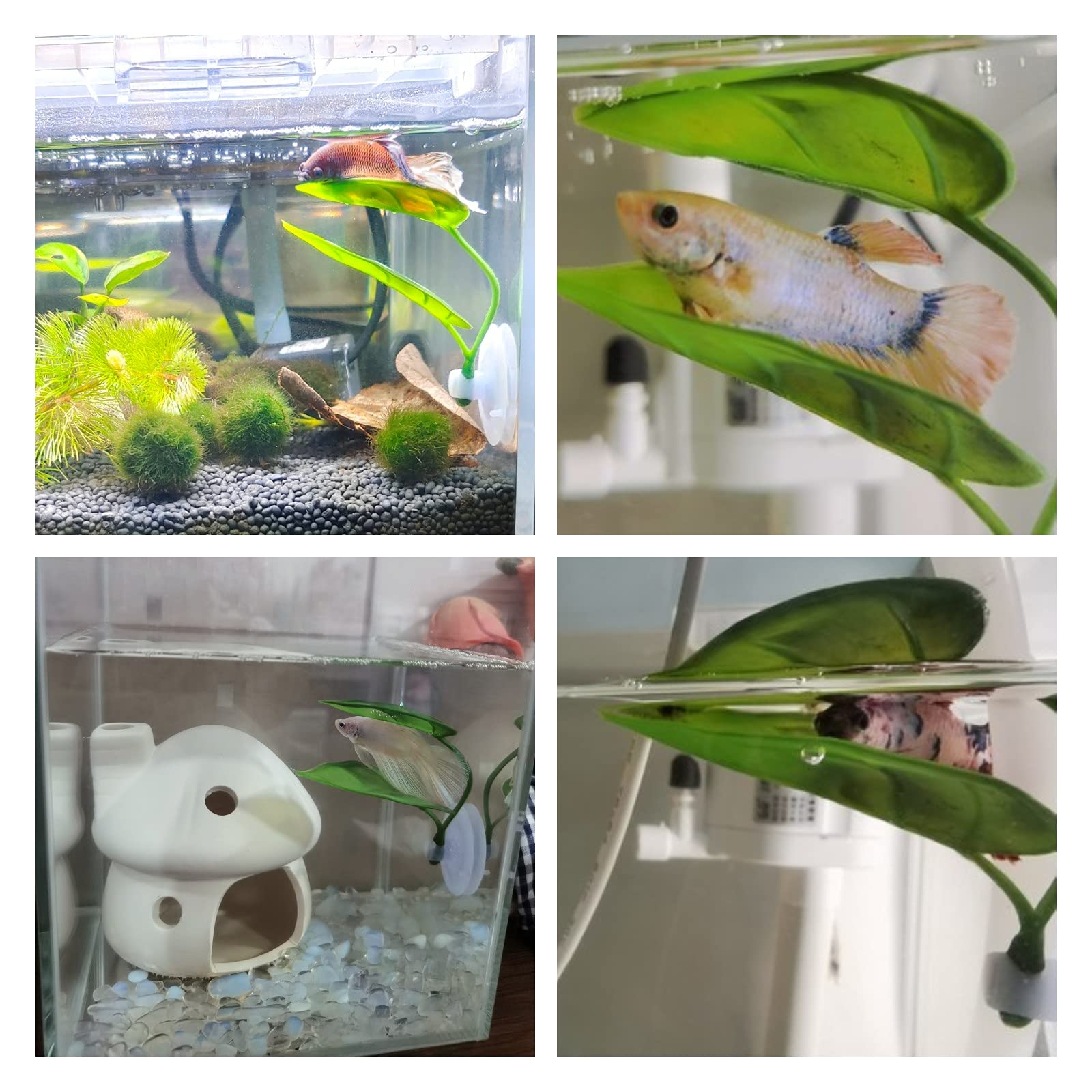 Pets Fish Tank Decor Betta Rel - Planted Aquarium For Betta ulasan dan harga