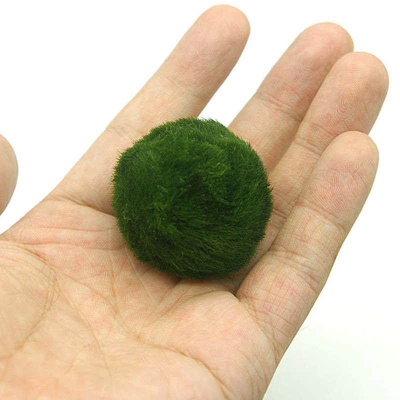 Marimo Moss Balls Live Aquariu - Planted Aquarium Maintenance ulasan dan harga