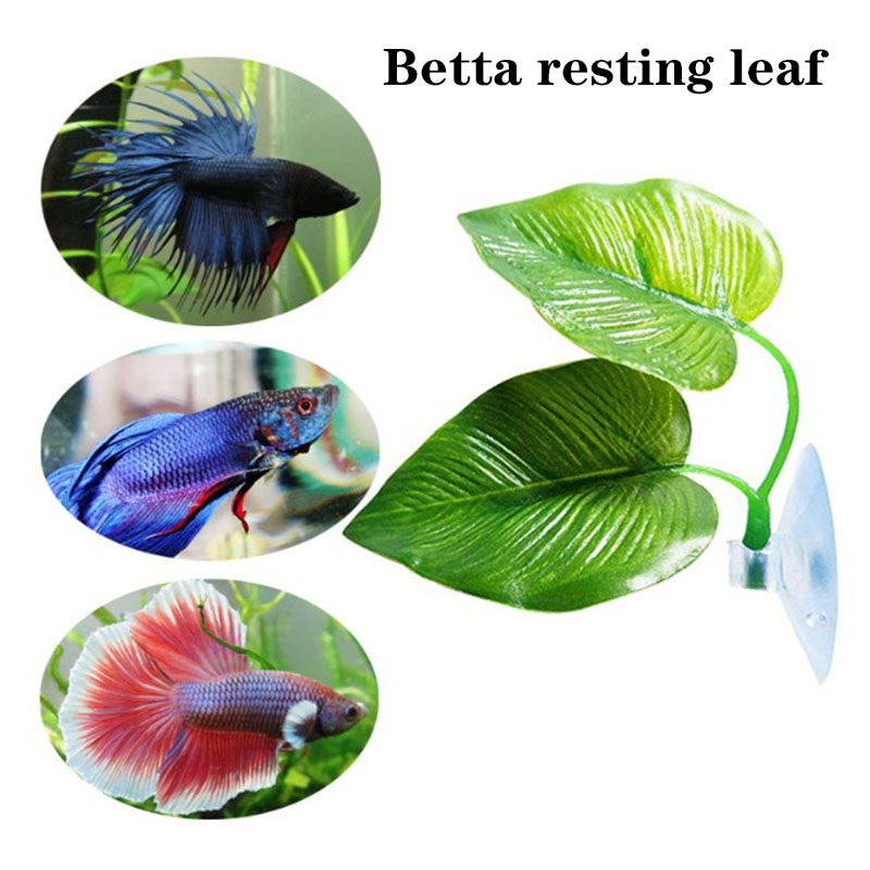Betta Fish Rest Aquarium Leaf  - Planted Aquarium For Betta ulasan dan harga