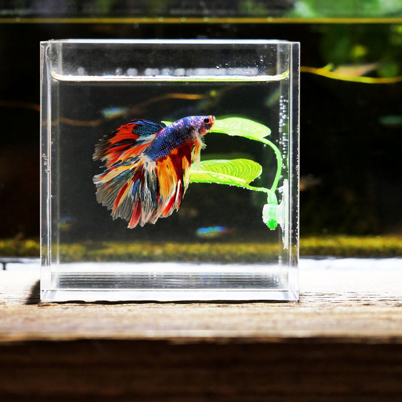 Betta Fish Rest Aquarium Leaf  - Planted Aquarium For Betta ulasan dan harga