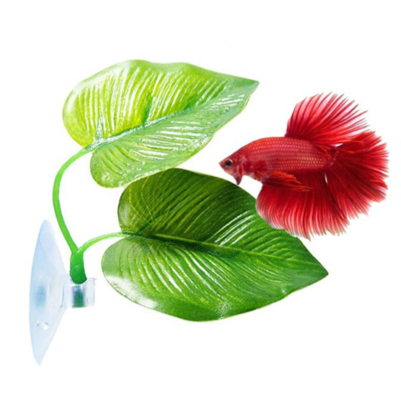 Betta Fish Rest Aquarium Leaf  - Planted Aquarium For Betta ulasan dan harga