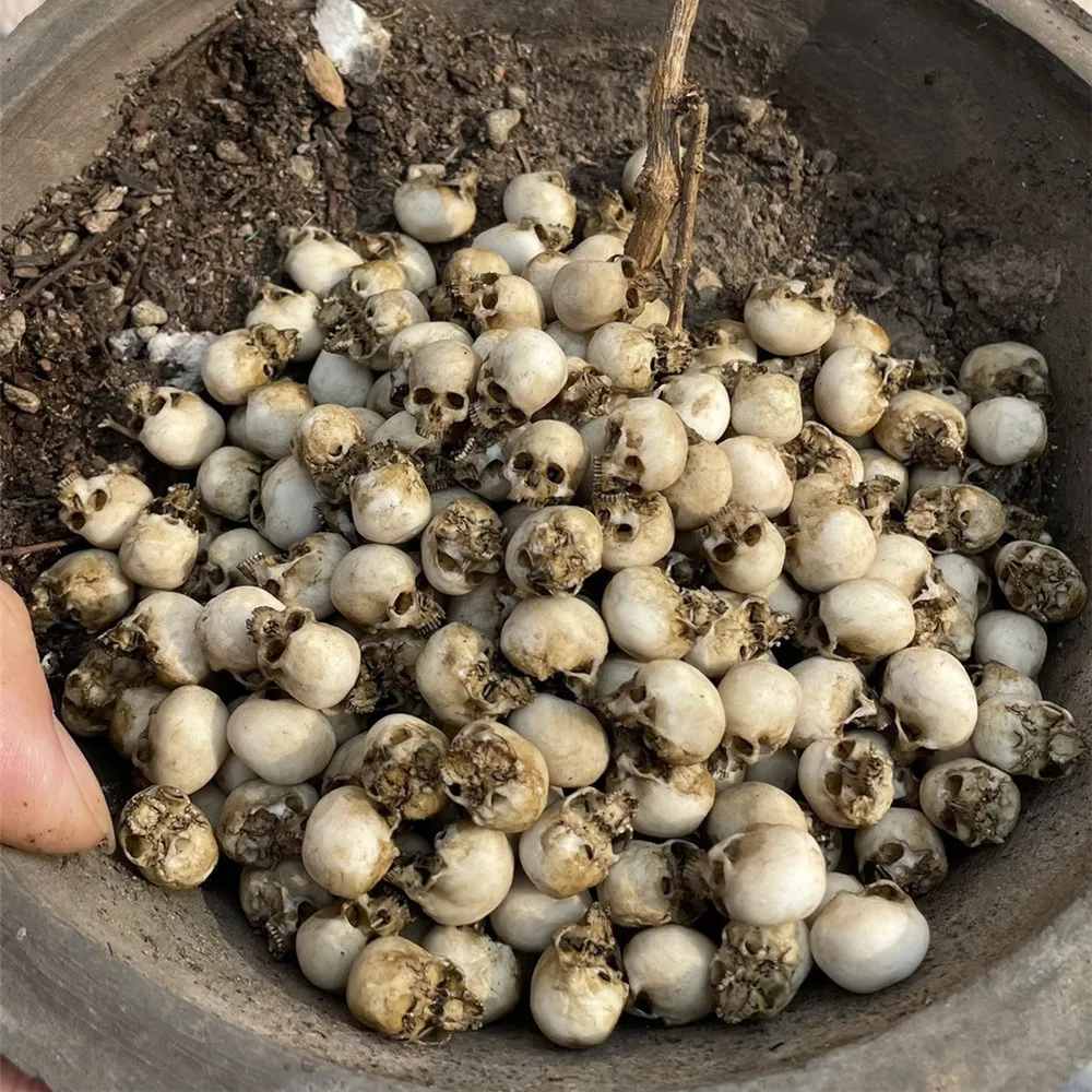 Mini Skull High Quality Miniat - Aquarium Plant Display ulasan dan harga