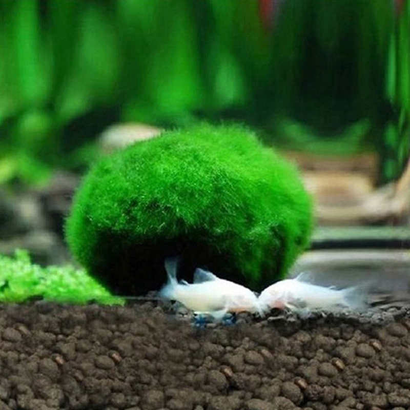 Live Marimo Moss Balls 3-4cm G - Planted Aquarium Maintenance ulasan dan harga